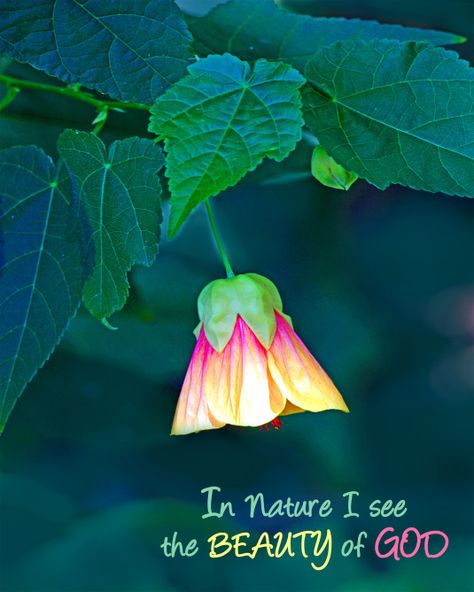 Beauty Of Earth Quotes, Nature Lover Quotes Feelings, Linear Quotes, Devine Power, Nature Lover Quotes, Write A Love Letter, Beautiful Short Quotes, Beautiful Flower Quotes, Mother Nature Quotes