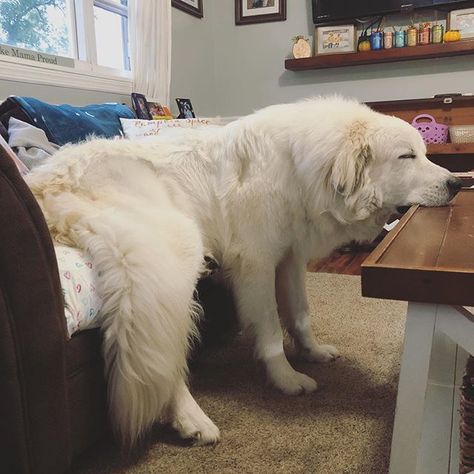 Pyrenees Dog, Great Pyrenees Aesthetic, Puppy Barking, Great Pyrenees Puppy, Pyrenees Puppies, Dog Cave, Great Pyrenees Dog, Indoor Dog, Cute Dog Pictures