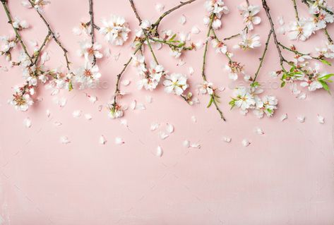 Spring almond blossom flowers and petals over light pink background Spring Floral Background, Spring Desktop Wallpaper, Pink Wallpaper Laptop, Pink Flowers Background, Light Pink Background, Pink Flowers Wallpaper, Laptop Wallpaper Desktop Wallpapers, Cute Laptop Wallpaper, Desktop Wallpaper Art