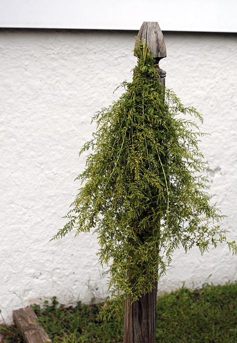 Sweet Annie Uses, Dry Wreath, Apothecary Garden, Primitive Autumn, Artemisia Annua, Black Swallowtail, Rustic Ideas, Sweet Annie, Asian Vegetables