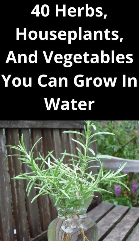 Vegetables That Grow In Water, Herbs In Water, Plants That Can Grow In Water Only, Growing Herbs In Water, Growing Herbs In Water Indoors, Plants That Can Live In Water, Plants That Grow In Water Indoor, Herbs Grown In Water, Herbs That Grow In Water