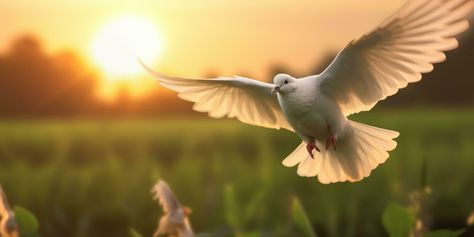 White Dove Flying on Sunset Background, Bird of Peace Symbol, International Peace Day. Generative Ai White Dove Flying, International Peace Day, Dove Flying, Peace Day, Dove Bird, Cover Wallpaper, Sunset Background, White Dove, Dark Clouds