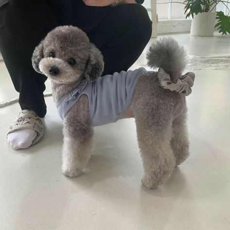 Toy Poodle Haircut Teddy Bears, Zero Taeyeon, Toy Poodle Puppy Cut, Poodle Teddy Bear Cut, Poodle Puppy Cut, Taeyeon Instagram, Toy Poodle Haircut, Teddy Bear Poodle, Poodle Haircuts