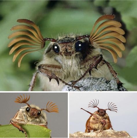 Strange Insects, Rare Bugs, Bug Fursona, Pretty Insects, Cool Insects, Cool Bugs, Beautiful Bugs, Bugs And Insects, Love Bugs