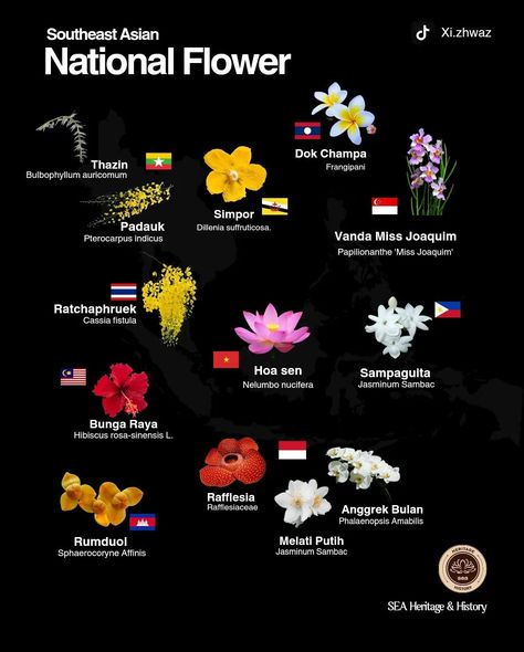 . Southeast Asian National Flower 🌼 Jasminum Sambac, Asian Humor, Emo Shirts, Asian Flowers, National Flower, Flower Names, Southeast Asian, Hollywood Fashion, July 25