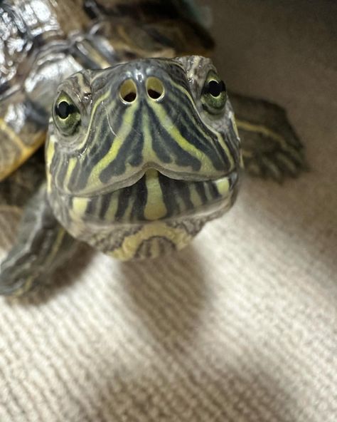 Pet Tortoise Aesthetic, Pet Turtle Aesthetic, Turtle Pfp, Turtle Cage, Turtle Pictures, Spotted Turtle, Sea Turtle Pictures, Turtle Care, Pet Turtle