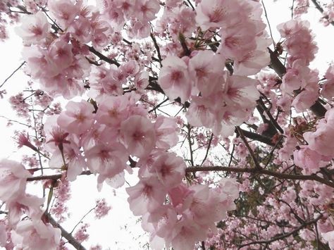 Sakura Tree, Nothing But Flowers, Flower Therapy, Blossom Trees, Pink Aesthetic, Cute Icons, Pretty Flowers, Pretty Pictures, Mother Nature