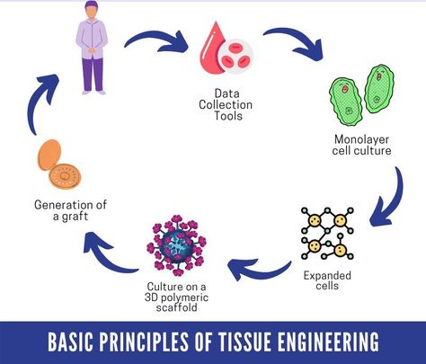 Structure for Tissue Engineering Research while writing a detailed research proposal https://bit.ly/31iWvvw #tutorsindia #master#research #engineering #engineeringstudent #researchproposal #tissueengineering 90s Room, Tissue Engineering, Dissertation Writing Services, Dissertation Writing, Research Proposal, Engineering Student, Data Collection, Writing Services, The Globe