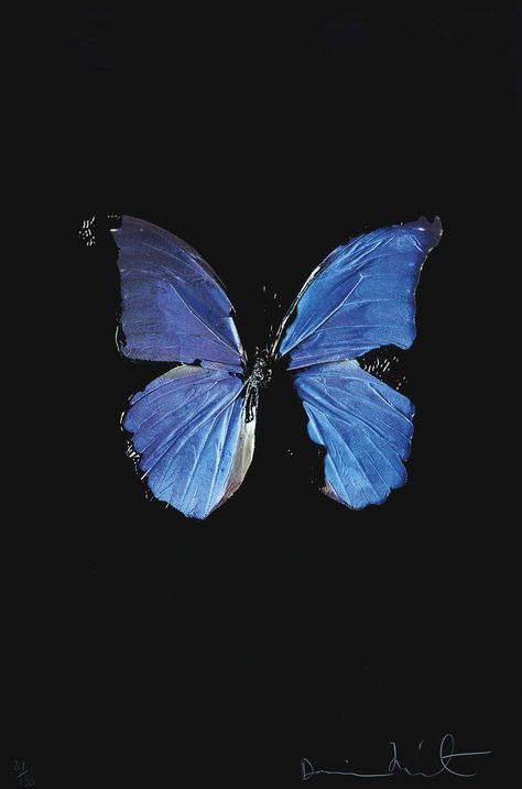 Bedroom Wall Collage, Jacob's Ladder, Blue Butterflies, Damien Hirst, Picture Collage Wall, Photo Wall Collage, Art Collage Wall, Picture Collage, Butterfly Wallpaper