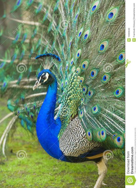 Peacock Head, Male Peacock, Bird Painting Acrylic, Peacock Costume, Peacock Images, Peacock Photos, Peacock Pictures, Horse Oil Painting, Water Color Pencil