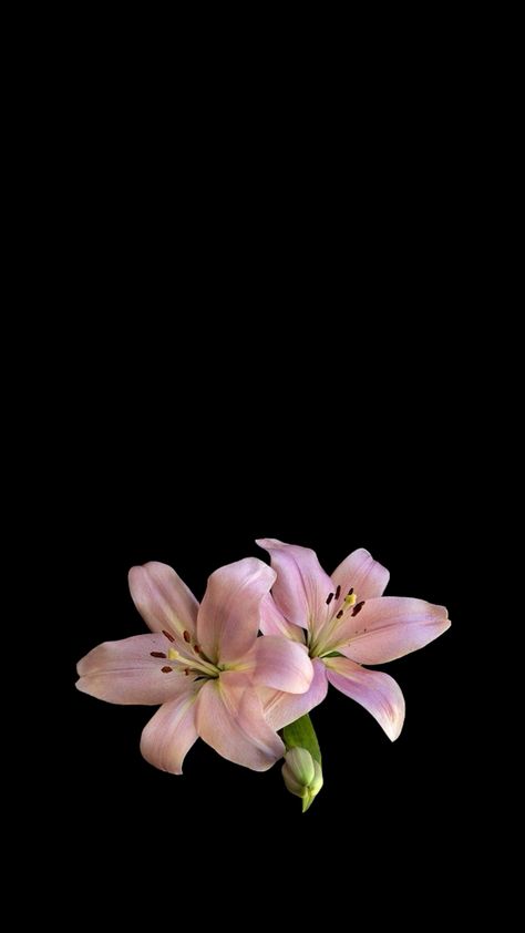 pink lillies wallpaper 🌸 Pink Lily Wallpaper, Flower Backround, Black Flowers Wallpaper, Pink Lily Flower, Flowers Black Background, Lily Wallpaper, Apple Flowers, Lilly Flower, Iphone Wallpaper Stills