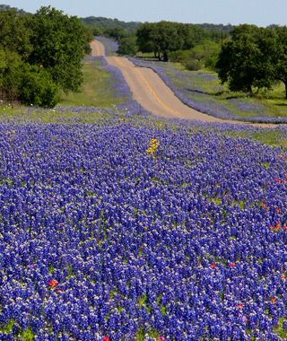 Lovely purple highway, perfect for zipping along #ridecolorfully Texas bluebonnet tour via Travel America's Best Spring Drives Texas Bluebonnets, Dirt Road, Texas Travel, Texas Hill Country, Blue Bonnets, Country Road, Hill Country, Flower Field, Travel And Leisure