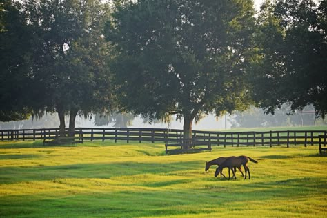 Ocala – Horse Capital of the World  #Florida #Horse #Equestrian Horse Paddocks, Kentucky Horse Farms, Equestrian Farm, Horse Paddock, Horse Farm Ideas, Dream Stables, Dream Horse Barns, House Florida, Spring Horse