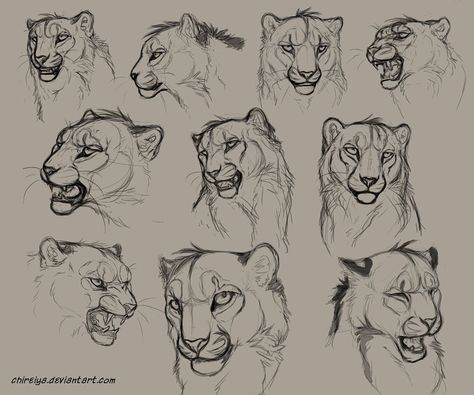 LunasAngel♡ Leopard Sketch, Head Sketches, Snow Leopard Art, Feline Anatomy, Head Studies, Leopard Drawing, Faces Drawing, Animal Tutorial, Character Faces