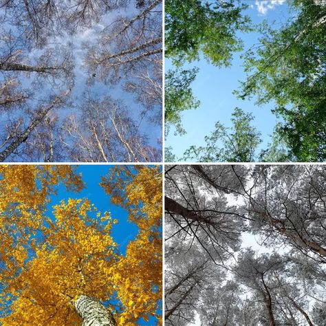 Premium Photo | Four seasons forest spring summer autumn and winter nature collage with seasonal scenics Four Seasons Aesthetic, Font Texture, Seasons Photography, Front Page Design, Nature Collage, Art Major, Winter Nature, Different Seasons, Four Season