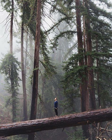 Big Sur California, Have Inspiration, 판타지 아트, Nature Aesthetic, Big Sur, Pretty Places, In The Forest, In The Woods, Bushcraft