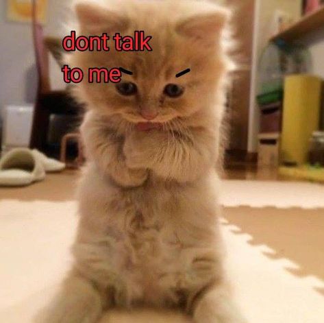 Im Angry, Katt Grejer, Good Night Cat, Cat Text, Funny Looking Cats, Cute Cat Memes, Funny Animated Cartoon, Silly Cats Pictures, Angry Cat