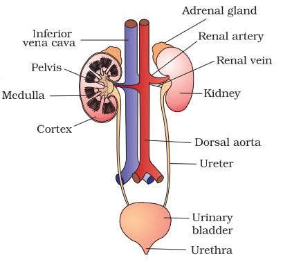 Human Excretory System Diagram, Excretory System Diagram, Heterotrophic Nutrition, Human Excretory System, Neuron Diagram, Loop Of Henle, Passive Transport, Human Respiratory System, Snow Cake