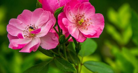 Iowa-Wild Prairie Rose Good Morning Roses, Dear Mom, Iowa State, Crazy Friends, Good Morning Messages, Wild Rose, Back To Nature, Good Morning Flowers, Morning Messages