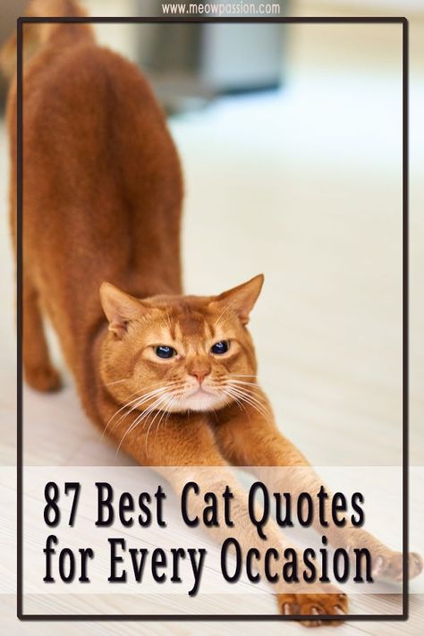 You wouldn’t be surprised to hear that there are a lot of amazing quotes and proverbs out there about cats. When you read these sayings you will be amazed at how unusual these animals are, and you will find an explanation as to why you love them for the umpteenth time. Here are 87 funny, and famous cat quotes by historic and modern figures. Enjoy! #catquotes #cats #kitty #pets #meowpassion Inspirational Cat Quotes, Cat Captions, Cat Poems, Cat Lover Quote, Cute Cat Quotes, Happy Birthday Cat, Cat Puns, Cat Jokes, Cat Quotes Funny