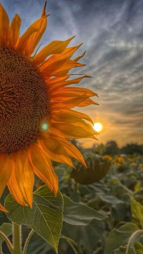 Sunflower Photography, Sunflower Pictures, David Attenborough, Sky Photography Nature, Flowers Photography Wallpaper, Jo Jo, Beautiful Flowers Photos, Beautiful Art Paintings, Flower Iphone Wallpaper