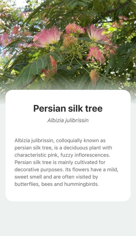 Explore the wonderful world of nature and add Persian silk tree into your plant collection with the smart plant identifier app —— PictureThis! Persian Lime Tree, Peach Tree Flowers, Salvadora Persica Trees, Almond Trees In Bloom, Persian Silk Tree, Albizia Julibrissin, Silk Tree, Sweet Smell, Backyard Spaces