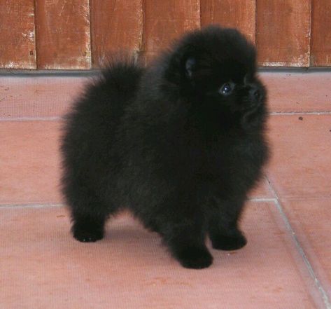 Pomeranian Puppy Black, Pomeranian Black, Black Pomeranian Puppies, Small Black Dog, Spitz Pomeranian, Black Pomeranian, Pomeranian Puppy Teacup, Pomeranian Puppy For Sale, Teacup Pomeranian