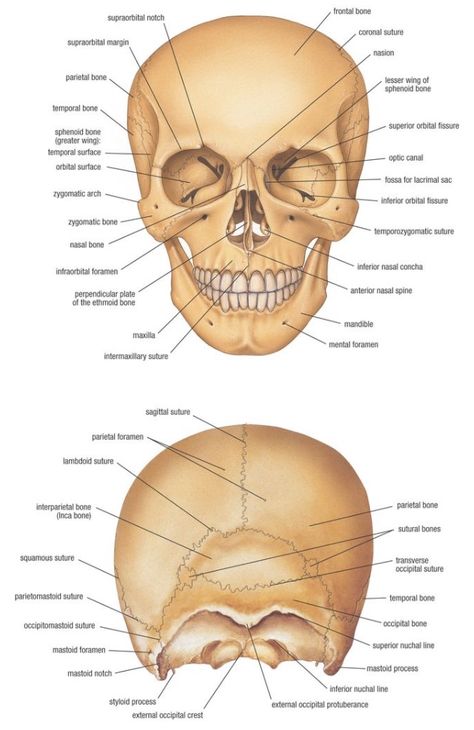 The skull shows the different parts within your head. It helps to protect the brain. @biologysean Human Skull Anatomy, Anatomy Bones, Skull Anatomy, Forensic Anthropology, Head Anatomy, Human Body Anatomy, Medical School Studying, Human Anatomy And Physiology, Medical Terminology