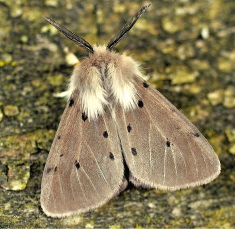 Muslin Moth, Miller Moth, Moth Brown, Tattoo Papillon, Brown Moth, Cute Moth, Cool Insects, Moth Wings, Gothic Garden