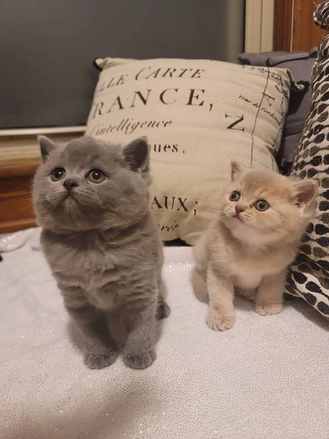 British shorthair kittens | PetClassifieds.com English Shorthair Cat, Kittens For Sale Near Me, English Mastiff Puppies, Savannah Kitten, British Shorthair Kittens, British Short Hair, Mastiff Puppies, Bengal Kitten, Kittens For Sale