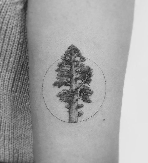 Redwood Tattoo Ideas, Redwood Tree Tattoo, Tree Ring Tattoo, Tree Line Tattoo, Redwood Tattoo, Tree Tattoo Ideas, Hongdae Seoul, Wood Tattoo, California Tattoo