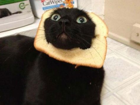 cat breading, google it, it is a thing A Black Cat, A Black, Black Cat, Bread, Black