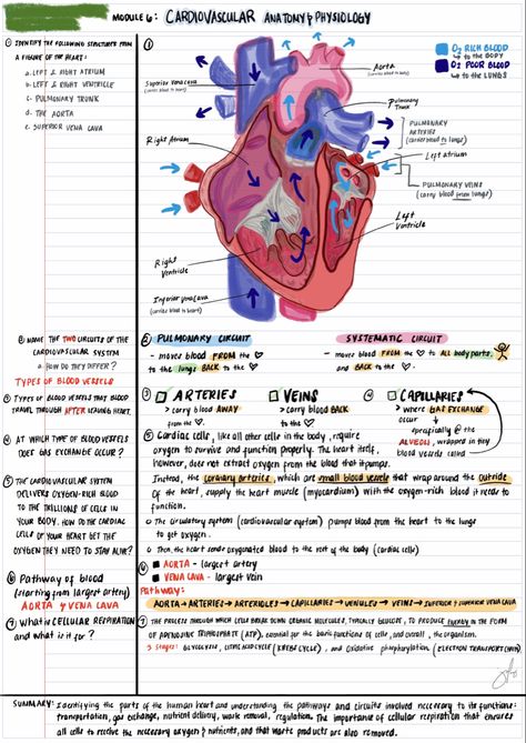 Cardiovascular Anatomy & Physiology Notes Med Surge Cardiovascular, Anatomy And Physiology Heart Notes, Anatomy Of Heart Notes, Cardiothoracic Surgery Notes, Anaphy Notes, Cardiovascular Notes, Cardiac Ischemia, Cardiovascular System Notes, Cardiovascular Technology