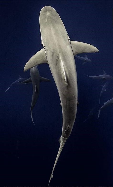 Galapagos Shark Silky Shark, Galapagos Shark, Sea Life Wallpaper, Dove Tattoos, Cool Sharks, Shark Pictures, Today's Society, Bull Shark, Ocean Tattoos