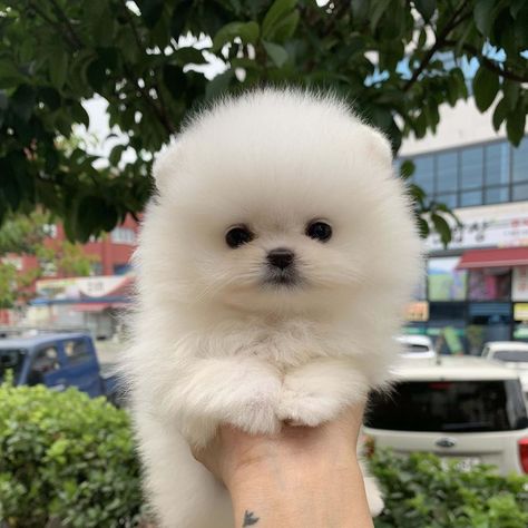 Hypoallergenic Puppies, Pomeranian Puppies For Sale, Pomeranian Puppy Teacup, Pomeranian Puppy For Sale, Stud Dog, Teacup Pomeranian, Pomeranian Puppies, Pomeranian Puppy, Dogs For Sale