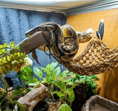 40 Gallon Snake Enclosure, Snake Cage Aesthetic, Ball Python Tub Setup, Royal Python Vivarium Ideas, Hall Python Enclosure, 4x2x2 Ball Python Enclosure, Ball Python Enrichment Ideas, Ball Python Tank Set Up, Ball Python Bioactive Enclosure