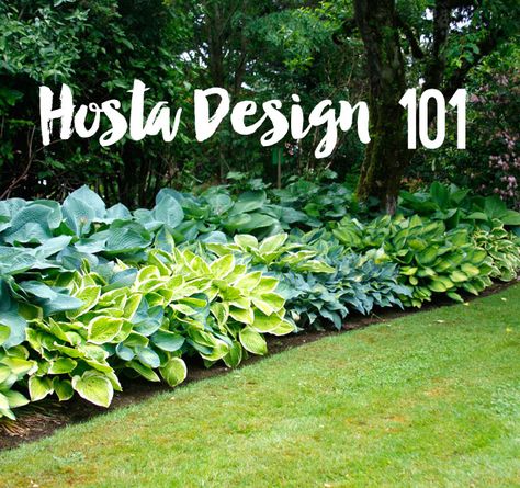 HOSTA DESIGN 101 - Hosta plants may quite possibly be the most recognized shade loving perennial, and there are good reasons for it. Whether you pronounce is ho-sta or ha-sta, it doesn’t really matter; what matters is if you have shade and are looking to diversify it – consider adding some of these shade loving easy to grow perennials to your garden this year. Hosta Garden Design, Best Hostas For Shade, Hostas Front Of House, Green Perennial Plants, Hosta Shade Garden Ideas, Hosta Bed Ideas, When To Plant Hosta Bulbs, Large Hostas Landscaping, Hosta Gardens Flower Beds