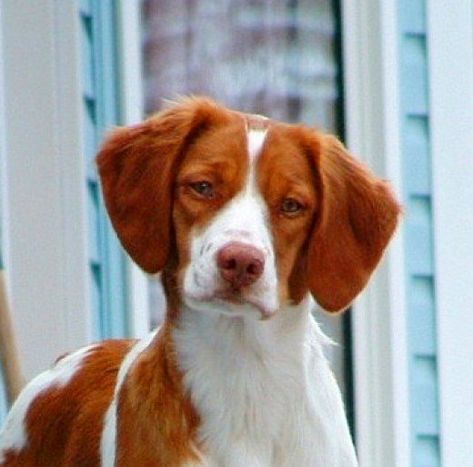 Britney Spaniel, Brittney Spaniel, Brittany Puppies, Brittany Spaniel Dogs, Family Dogs Breeds, Dog Crossbreeds, Best Dogs For Families, Puppy Images, Brittany Spaniel