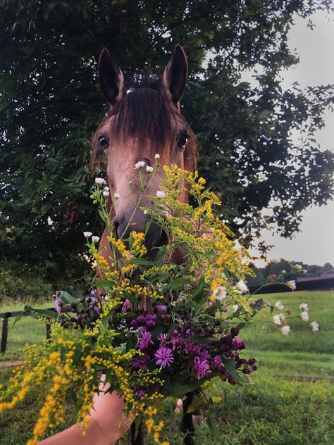 Buckskin Horse Aesthetic, Tarah Dewitt, Horses With Flowers, April Wallpapers, Western Wildflowers, Horses And Flowers, Horse Cottagecore, Cottagecore Horse Aesthetic, Horses With Flowers In Hair