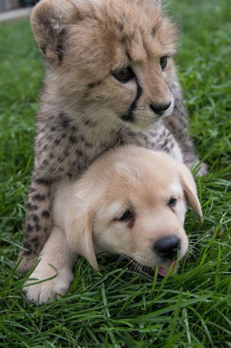 Emmett was hand-reared for several weeks while being treated for pneumonia. He was introduced to his “companion puppy” soon after that, according to the zoo’s Facebook. | This Puppy And Cheetah Cub Are Going To Be Raised As Brothers Cheetah Pictures, Perros Golden Retriever, Animal Friendships, Cheetah Cubs, Baby Cheetahs, Baby Cheetah, Really Cute Puppies, Emotional Support Dog, Support Dog