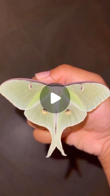 Ecosapiens on Instagram: "The Marilyn Monroe of Moths!?! 😱😍 Meet the Luna Moth!  Video by @talalovesyou" Luna Moth, Marilyn Monroe, Moth, Instagram