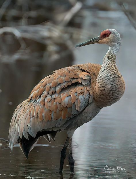 Sand Hill Crane, Fancy Birds, Heron Bird, Sandhill Cranes, Sandhill Crane, Herons, Wildlife Photos, Watercolor Images, Big Bird