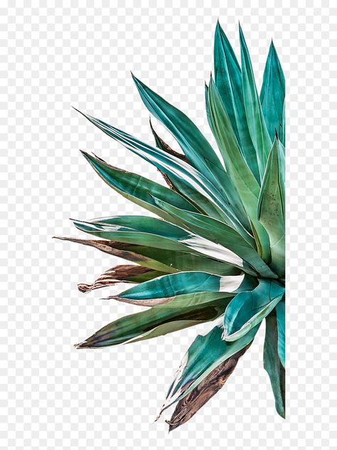 Agave Plant Illustration, Agave Plant Drawing, Agave Plant Tattoo, Aloe Drawing, Agave Drawing, Agave Illustration, Agave Tattoo, Aloe Art, Agave Art