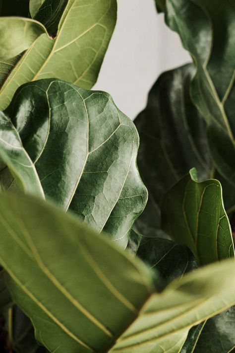 Ficus Lyrata | Terrain Big Green Leaves, Facials Quotes, Fig Leaf, Ficus Lyrata, Plants Succulents, Potted Houseplants, Decorative Basket, Skincare Aesthetic, Fig Leaves