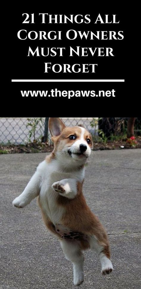 Here are the 21 Things All Corgi Owners Must Never Forget. #corgi #aboutcorgi #corgiowners #dogsowner #dogs #pets #paws #corgis Corgi Training, Funny Corgi Pictures, Corgi Quotes, Cowboy Corgi, Top Facts, Corgi Names, Corgi Breeds, Corgi Facts, Baby Corgi