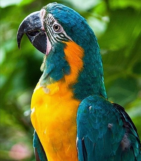 Puedes determinar cuántos años tiene un guacamayo de barba azul por sus ojos. El color del ojo del pájaro cambia con la edad, de negro a marrón, luego gris, amarillo y finalmente dorado. Es endémico de Bolivia 🇧🇴 Bolivia, Jade, Birds, Color