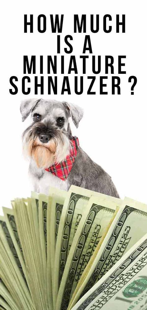 How Much Is A Miniature Schnauzer - How to Prepare For The Cost Minature Snauzher, Mini Snauzer, Mini Snauzers, Mini Schnauzer Grooming Haircuts, Schnauzer Puppy Cut, Snauzer Puppy, Chocolate Schnauzer, Miniature Schnoodle, Miniature Schnauzer Haircut