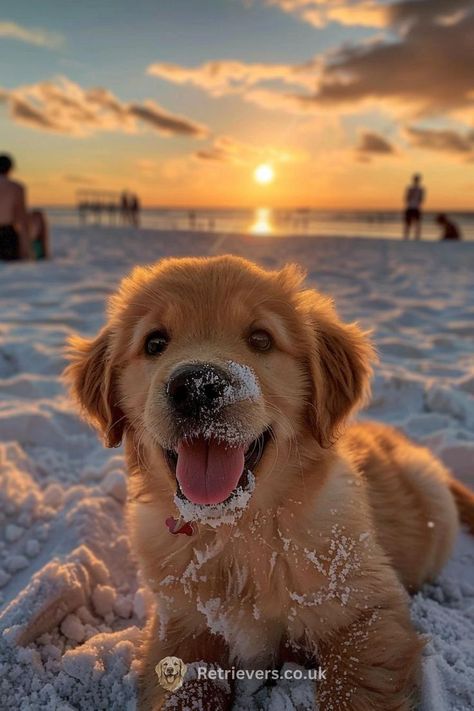 ليلو وستيتش, Preppy Dog, Cute Dogs Images, Very Cute Puppies, Super Cute Puppies, Cute Small Animals, Cute Dog Photos, 강아지 그림, A Golden Retriever