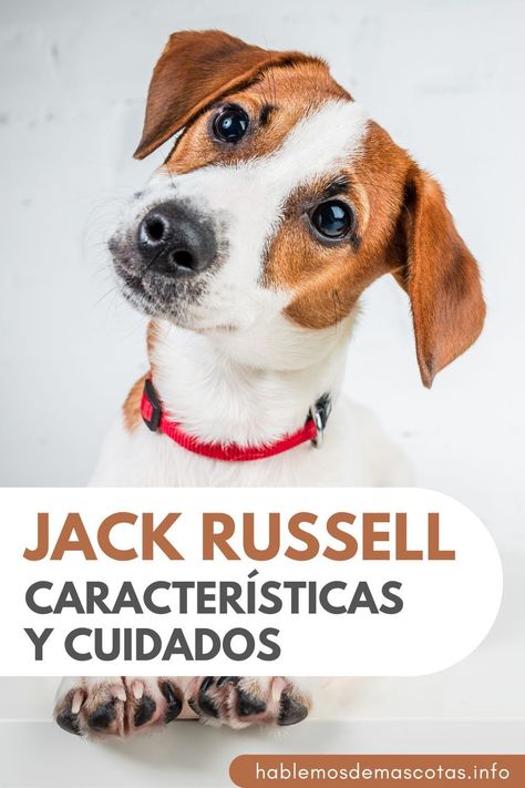 Descubre al Jack Russell, tu amigo de cuatro patas lleno de energía y lealtad. ¡Conoce sus secretos y cuidados aquí! Conoce al Jack Russell, una raza canina que enciende la vitalidad en cada uno de sus pasos. Desde sus orígenes hasta su evolución como compañeros juguetones y leales, este artículo es una inmersión profunda en las características, comportamientos y cuidados que hacen del Jack Russell un tesoro entre las razas caninas. Jack Terrier, Russel Terrier, Jack Russel, Russell Terrier, Jack Russell Terrier, Jack Russell, Dog Breeds, Dogs, Pins