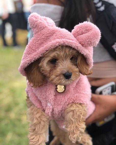 Girl Dog Accessories, Perro Shih Tzu, Small Dog Accessories, Girl Dog Clothes, Dog Bear, Teddy Sweater, House Pets, Fleece Dog Coat, Teddy Bear Dog